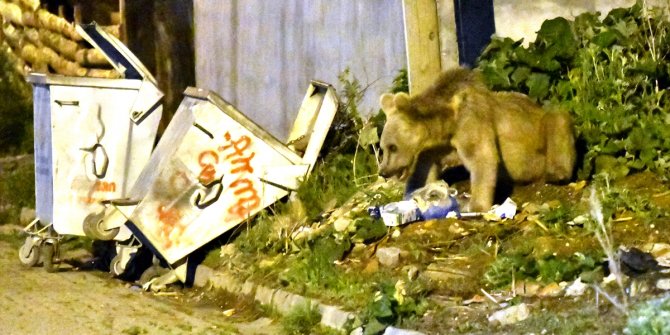 Acıkan boz ayı mahalleye inerek yiyecek aradı