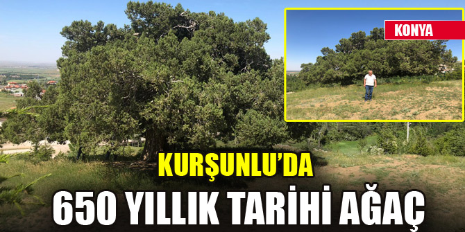 Kurşunlu’da 650 yıllık tarihi ağaç