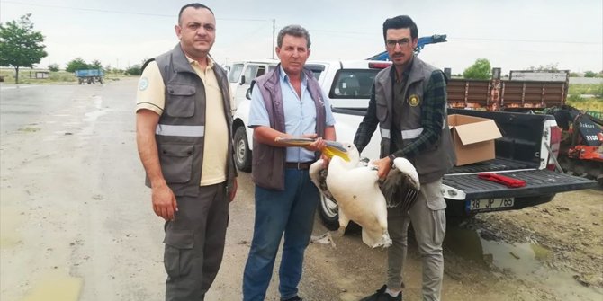 Yaralı pelikan koruma altına alındı