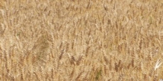 Yunak'ta sezonun ilk arpa hasadı yapıldı
