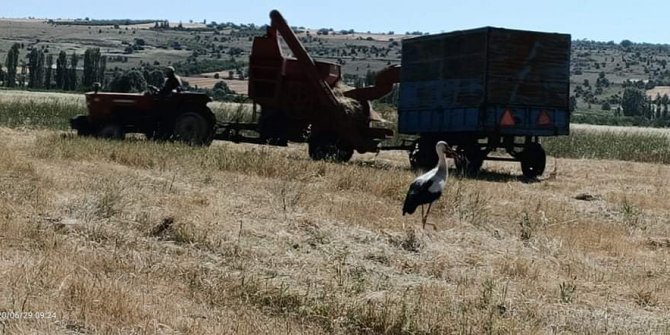 Çiftçi için hasat, leylek için av zamanı