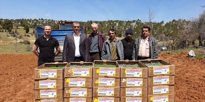 Tıbbi aromatik üretiminde Konya'nın lideri olmayı hedefliyorlar