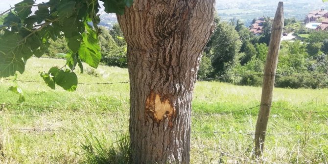 Çöp kamyonu ile ağaç arasında kalan belediye işçisi hayatını kaybetti