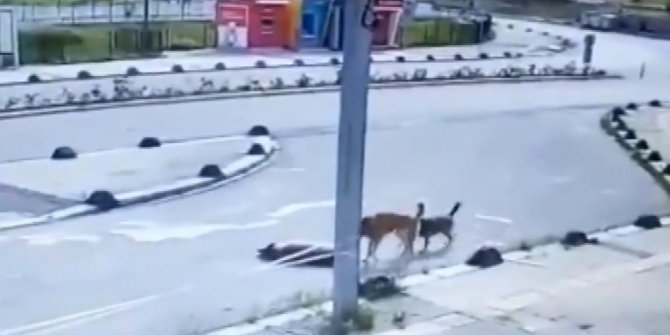 Maltepe'de hastane bahçesinde otomobilin köpeği ezdiği anlar kamerada