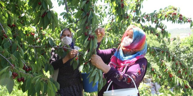 Konya’da kiraz üreticisi ürünün dalında kalmasından endişe ediyor