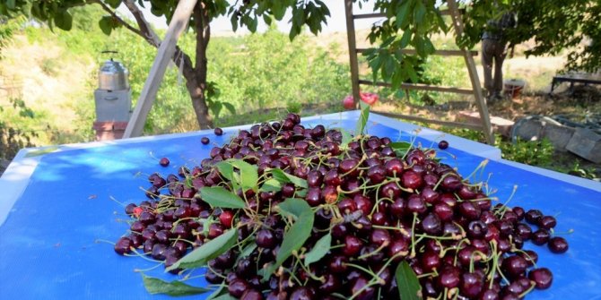 Malatya’da kiraz hasadında sona doğru