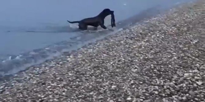 Tatilcilerin denizdeki atıklarını köpek topladı