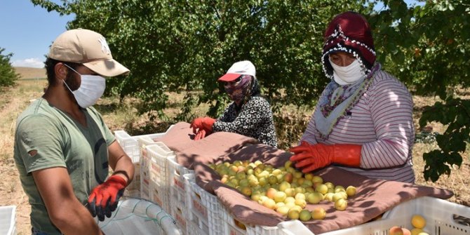 Covid-19 gölgesinde kayısı hasadı