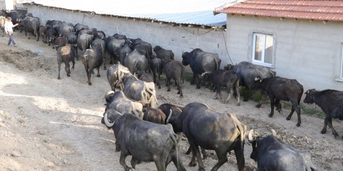 Annesi için 2 manda aldı, siparişlere yetişemeyince çiftlik kurdu