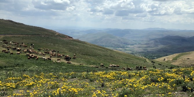 Bayburt'un doğa harikası yaylaları ziyaretçilerini ağırlıyor