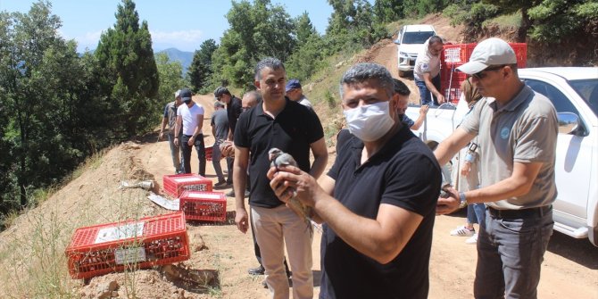 Derebucak'ta doğaya 500 kınalı keklik salındı