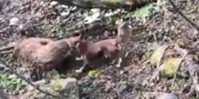 Artvin’de yavru ayıyı vuran ve köpekleri üzerine salan kişi yakalandı