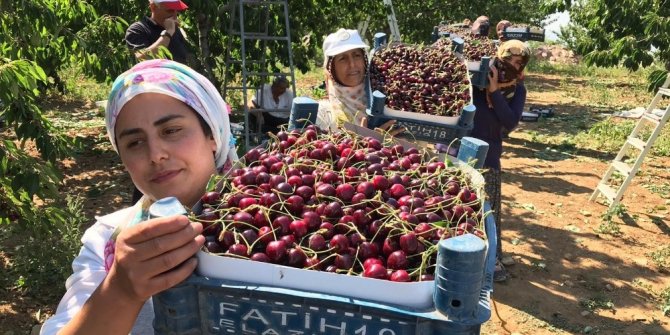 Kirazın diğer bölgelerde hasadı bitti, Harput’ta yeni başladı