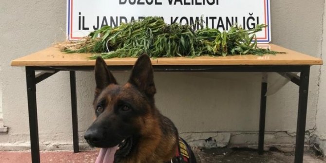 Kiraladıkları bahçede kenevir yetiştirirken yakalandılar