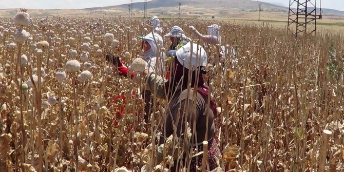 Sandıklı’da haşhaş hasadı başladı