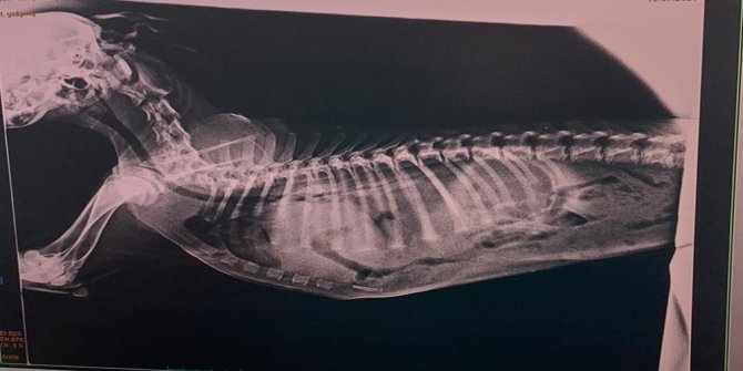 Sokak köpeği ameliyatla hayata döndürüldü