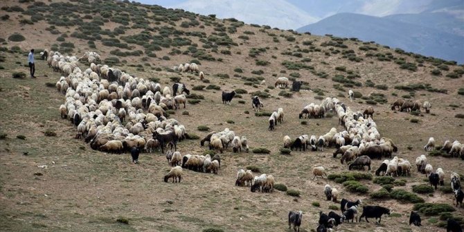 Muş'ta terörden temizlenen yaylalar koyun sürüleriyle doldu