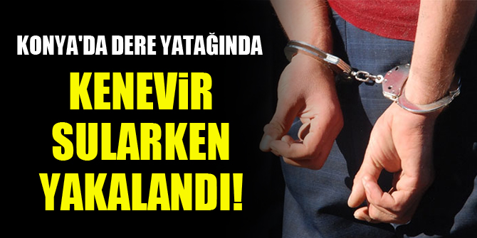 Konya'da dere yatağında kenevir sularken yakalandı!