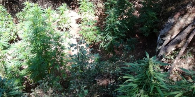 İzmir’in 4 ilçesinde uyuşturucu operasyonu: 4 gözaltı