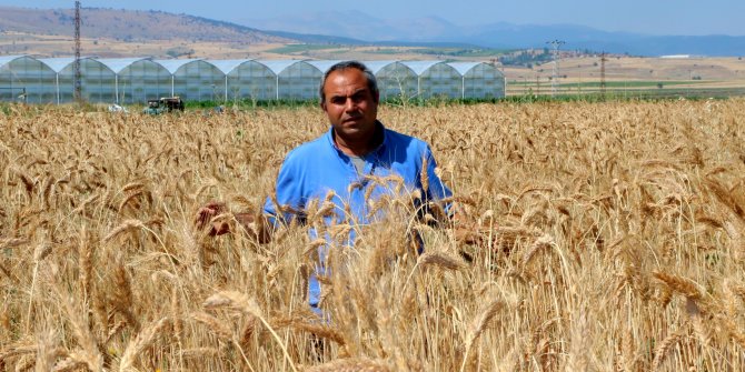 Hasadını yaptığı 7 bin yıllık buğday tohumunu, 61 ile dağıtarak çoğaltmak istiyor