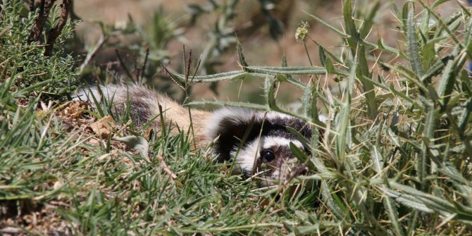 Nesli tükenmekte olan alaca sansar, Aksaray’da görüntülendi
