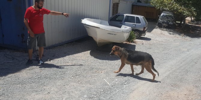 Tersane işçilerinin beslediği köpek, insana ait kafatası buldu