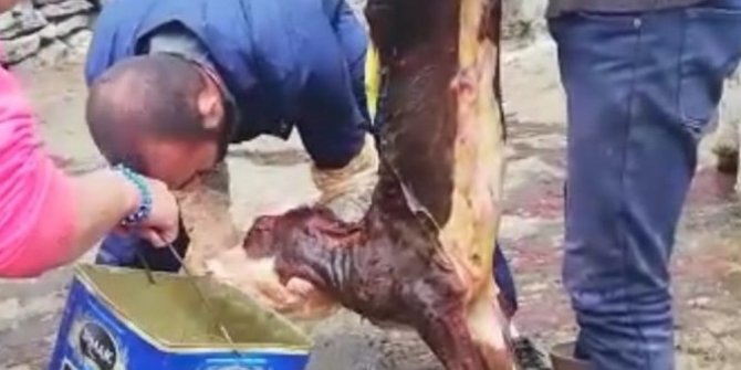 Buzağıyı suni teneffüs yaparak kurtardı