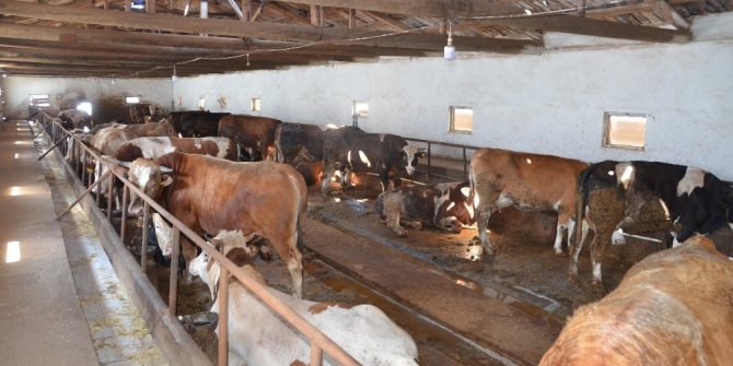 Türkiye’nin eti ile meşhur ilçesinde besiciler dertli