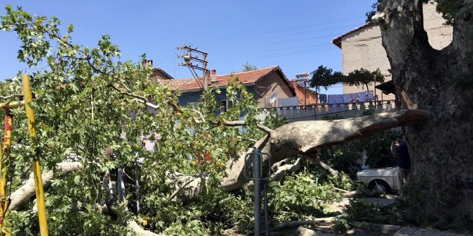 650 yıllık çınar ağacı devrildi: 3 otomobil ve 1 evin duvarı hasar gördü