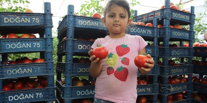 700 dönüm arazide üretilen domateste 15 bin ton rekolte bekleniyor