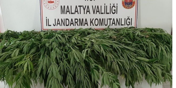 Hazine arazisine kaçak kenevir eken şahsa gözaltı
