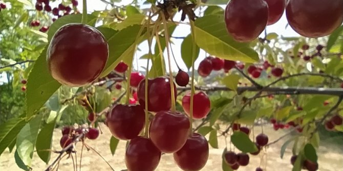 Bir bardak çay fiyatına 1 kilo vişne