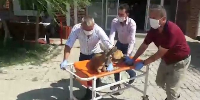 Yaralı karaca tedavisinin ardından doğaya bırakıldı