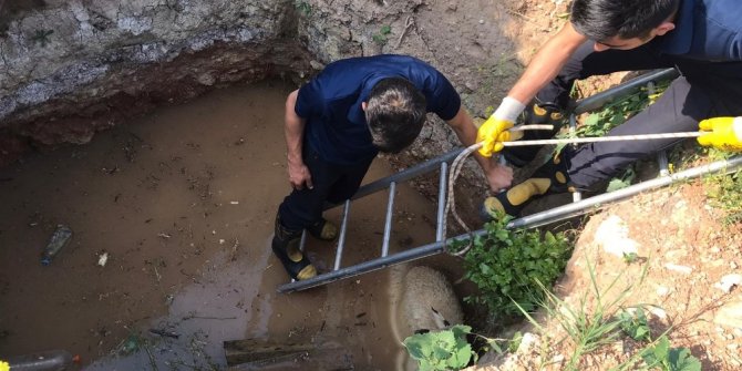 3 metrelik çukurda mahsur kalan köpek ve koyunu itfaiye kurtardı