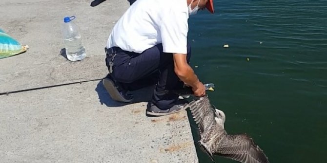 Oltaya balık değil, martı takıldı