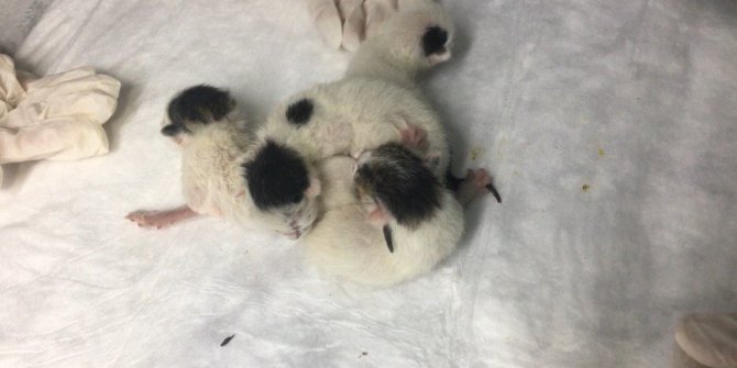 Yapışık dördüz kediler, operasyonla birbirinden ayrıldı