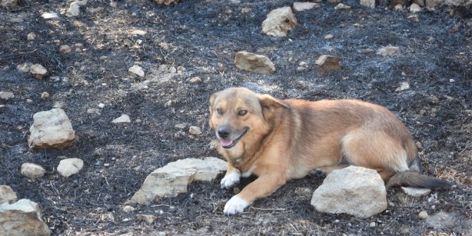Antalya’da engelli kadının yanan evinden sadece köpeği kurtuldu