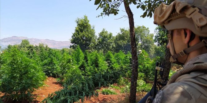 Bakan duyurdu: 5 milyon 134 bin kök kenevir ve 1,5 ton esrar ele geçirildi
