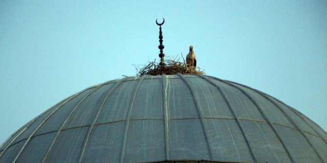 Cami kubbesi 16 yıldır leyleklerin yuvası oldu