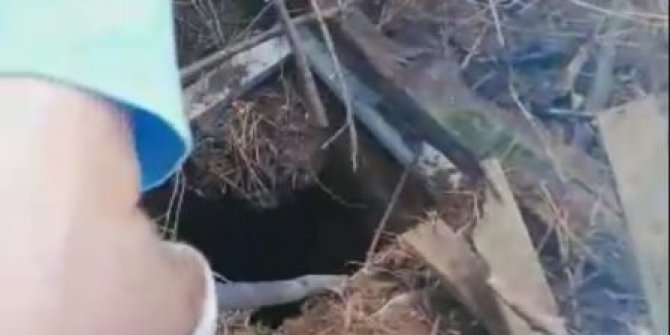 Foseptik çukuruna düşen köpekler kurtarıldı