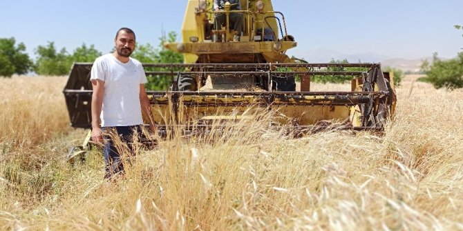 Ata mirası siyez buğdayına biçilmeden sipariş yağdı