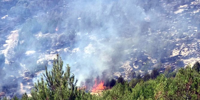 Gaziantep'te orman yangını: 2 hektar alan zarar gördü