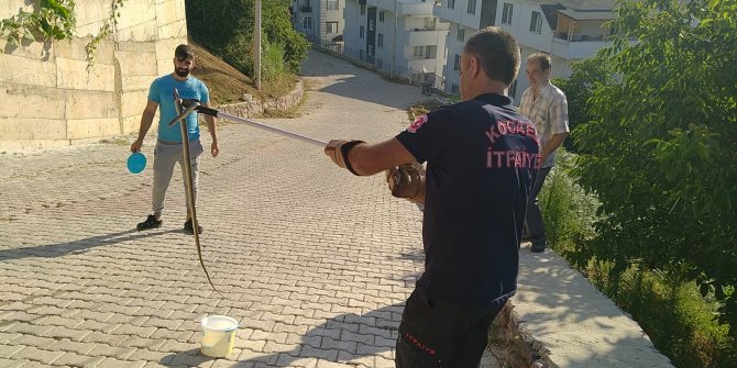Tandır içersinde yakalanan 1.5 metrelik yılan doğaya salındı