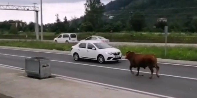 Hayvan pazarından firar eden kurbanlık tosun karayolunu karıştırdı