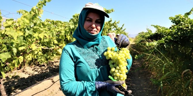 İhracat üzümünde ilk makas Manisa’da vuruldu