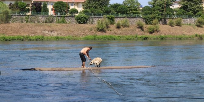 Köpek kurtarma operasyonu