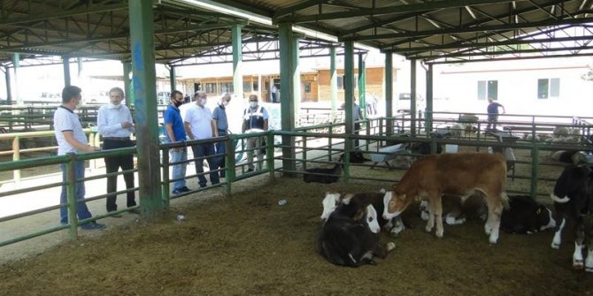 Kurban piyasasında covid 19 gölgesi