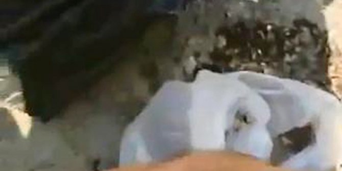 2 günlük yavru kediyi poşete koyup çöpe atmışlar