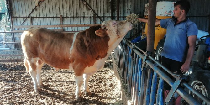 1 ton 200 kiloluk kurbanlık araba fiyatına satılıyor