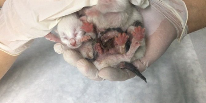 Yapışık dördüz kedi yavrularına cerrahi operasyon